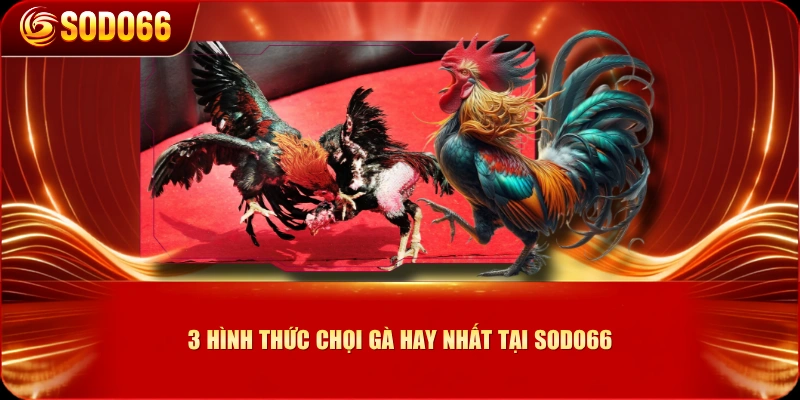 3 hình thức chọi gà hay nhất tại SODO66