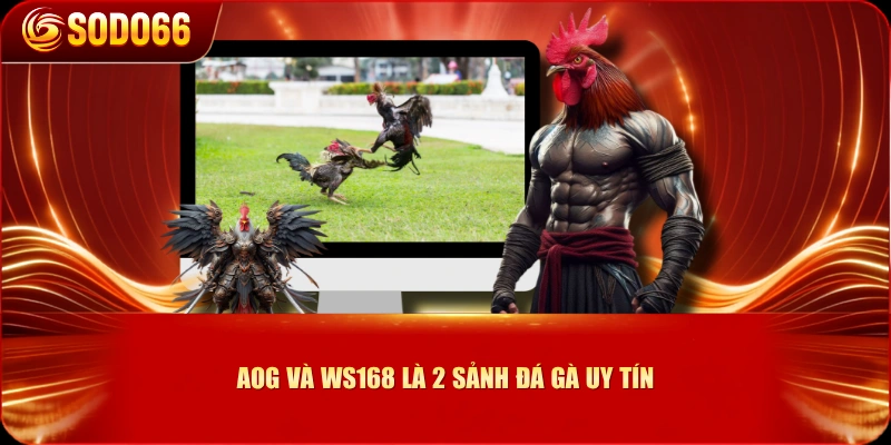 AOG và WS168 là 2 sảnh đá gà uy tín