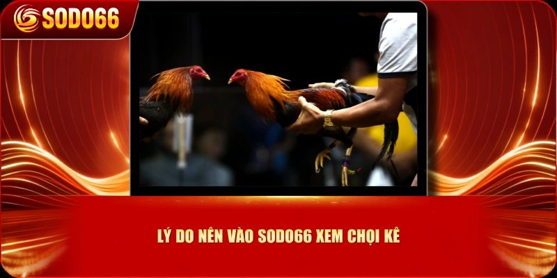 Lý do nên vào SODO66 xem chọi kê